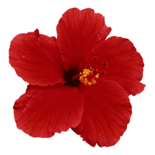 Hibiscus Flower (Red) Petals image
