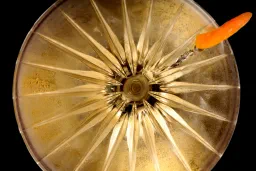 Intimate Martini lifestyle thumbnail