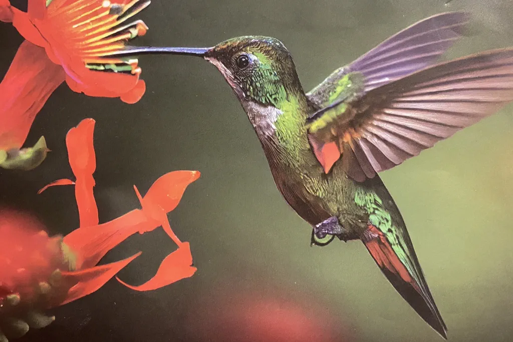 Colibri