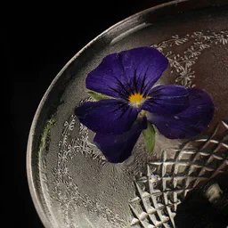 Arsenic & Old Lace image