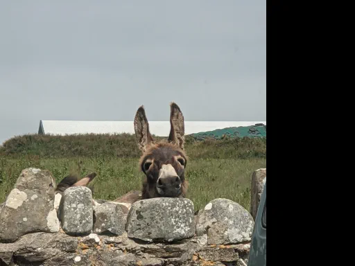 Pembrokeshire Donkey Image