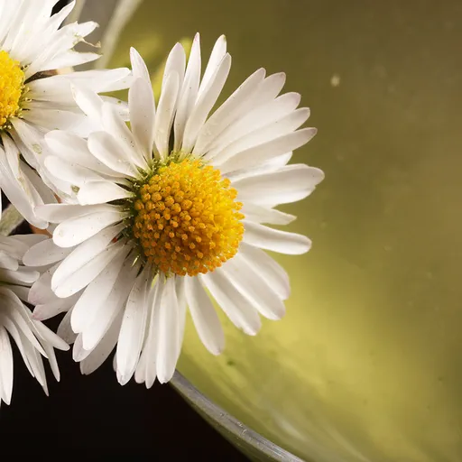 Daisy Cutter Martini Image