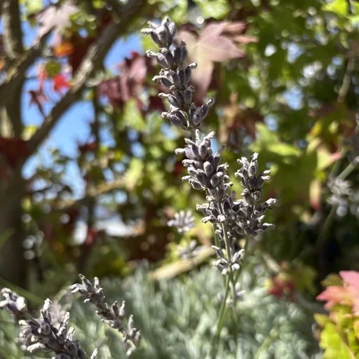 Lavender Hour (2026-08-11)