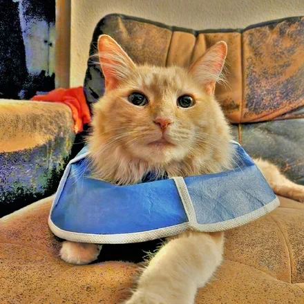 Calvin Grant’s Avatar