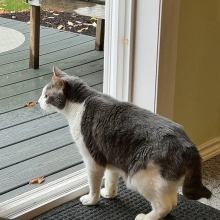 Mel Donahue &rsquo;s Avatar