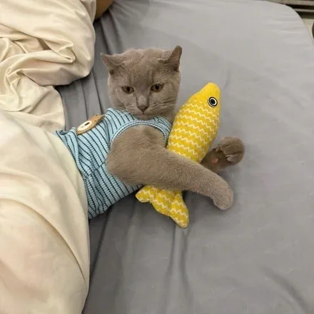 Sơn Trần’s avatar