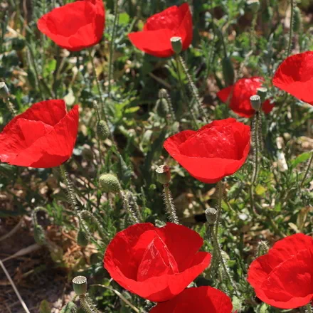 Denem Orhun&rsquo;s avatar