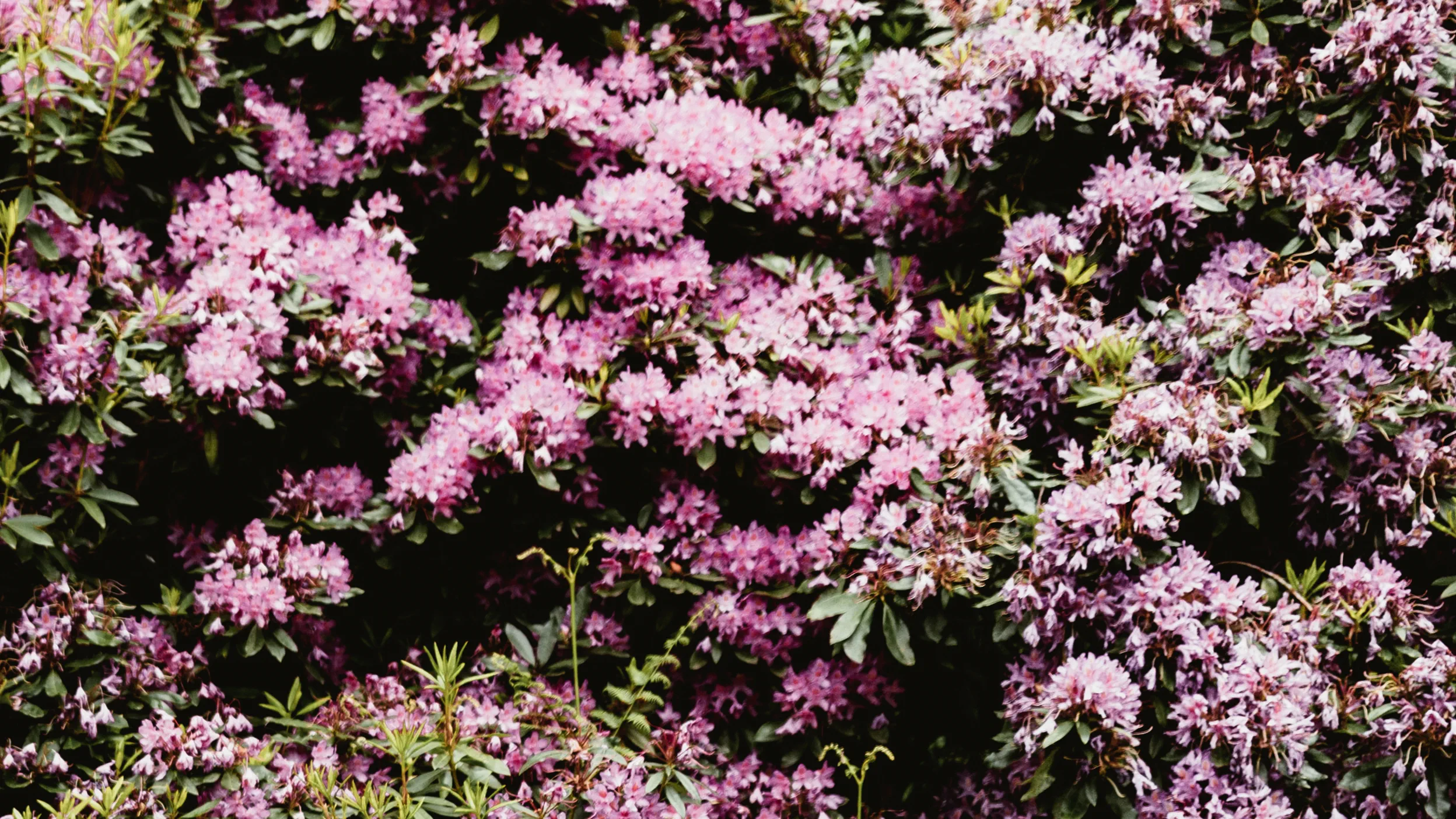 Rahul S S header image